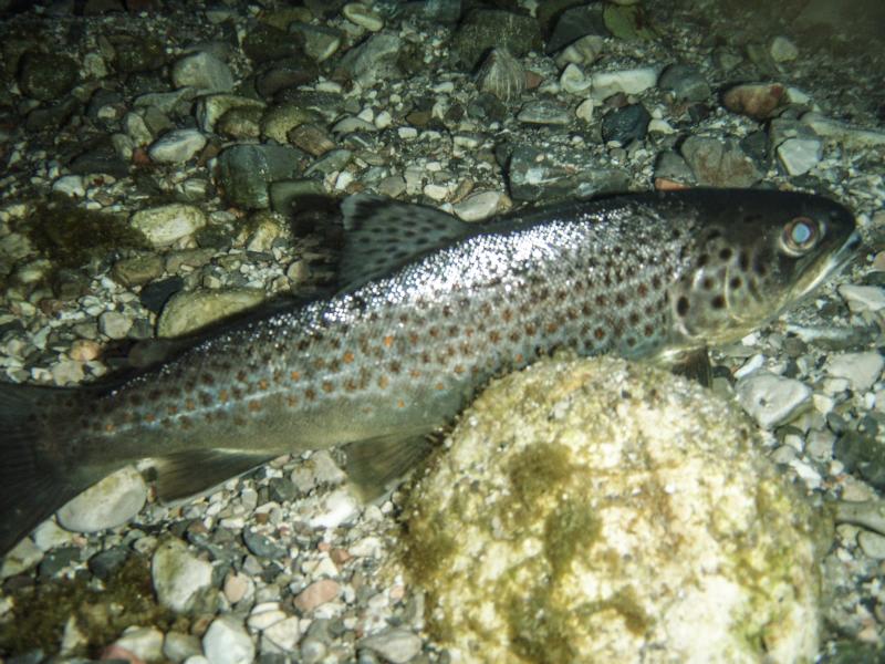 Unterwasserfoto einer Schwarzen Bachforelle