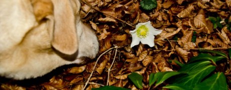 Tinka sucht die ersten Frühlingsboten