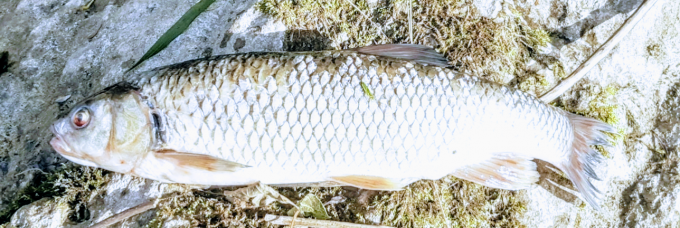 AITEL FISCHLAIBCHEN - Fischereimanagement Salzkammergut