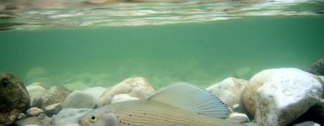 Glasklares Gletscherwasser fördern das Wohlbefinden der Äschen