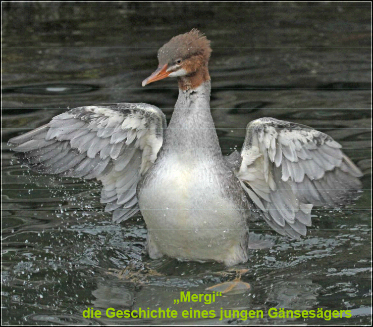 Mergi_der Gaensesäger_HAH_HC_098