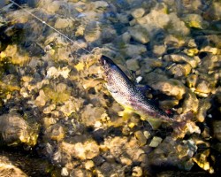 Es gab sehr schöne Bachforellen in der Ischler Traun Es gab sehr schöne Bachforellen in der Ischler Traun