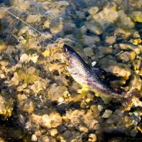Es gab sehr schöne Bachforellen in der Ischler Traun Es gab sehr schöne Bachforellen in der Ischler Traun