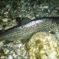Unterwasserfoto einer Schwarzen Bachforelle Unterwasserfoto einer Schwarzen Bachforelle