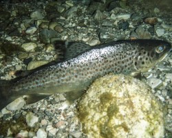 Unterwasserfoto einer Schwarzen Bachforelle Unterwasserfoto einer Schwarzen Bachforelle