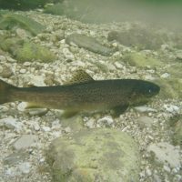 Schwarze Bachforelle Schwarze Bachforelle