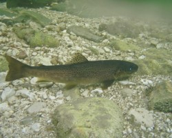 Schwarze Bachforelle Schwarze Bachforelle