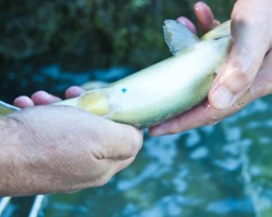 Markierte Besatzfische mit "Blauen Punkt" Markierte Besatzfische mit "Blauen Punkt"