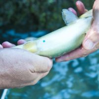 Markierte Besatzfische mit "Blauen Punkt" Markierte Besatzfische mit "Blauen Punkt"