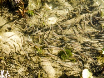 Äschenbrut im Uferbereich reagiert sehr sensibel auf abrupte Wasserstandsveränderungen Äschenbrut im Uferbereich reagiert sehr sensibel auf abrupte Wasserstandsveränderungen