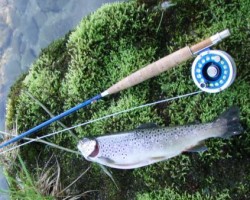 Eine frühmorgendliche Bachforelle, als es noch welche gab!