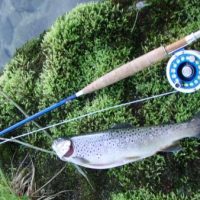 Eine frühmorgendliche Bachforelle, als es noch welche gab!