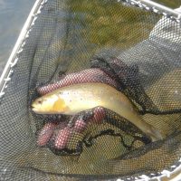 Bachforellen Laichfisch aus dem Sulzbach Bachforellen Laichfisch aus dem Sulzbach