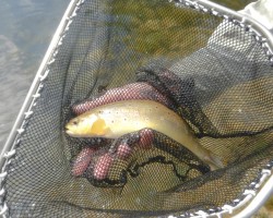 Bachforellen Laichfisch aus dem Sulzbach Bachforellen Laichfisch aus dem Sulzbach