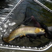 Bachforelle aus dem Sulzbach - Kaskaden Bachforelle aus dem Sulzbach - Kaskaden