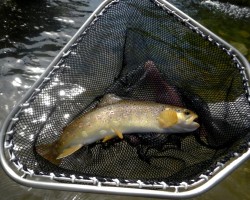 Bachforelle aus dem Sulzbach - Kaskaden Bachforelle aus dem Sulzbach - Kaskaden