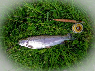 Lachsforelle mit 60 cm Lachsforelle mit 60 cm