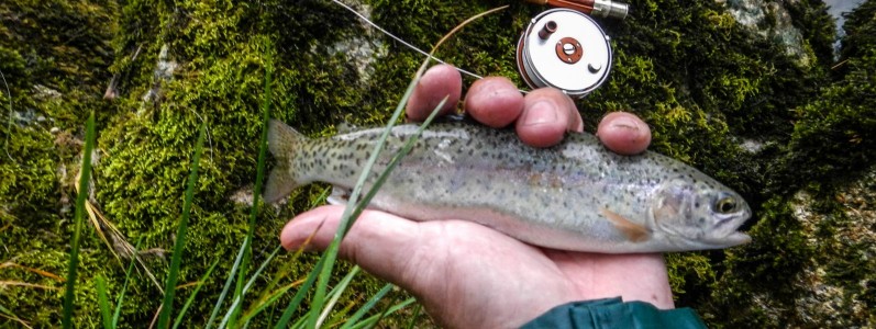 Regenbogenforellen Nachwuchs aus Eigenaufkommen Regenbogenforellen Nachwuchs aus Eigenaufkommen