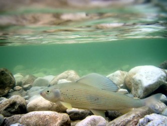 Unterwasseraufnahme einer Äsche Unterwasseraufnahme einer Äsche