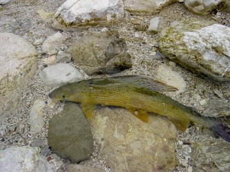 Traun(m) Äsche Traun(m) Äsche