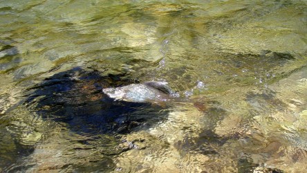 ...noch eine schöne Äsche ...noch eine schöne Äsche