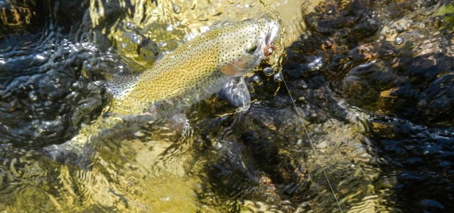 Regenbogenforelle im Drill Regenbogenforelle im Drill
