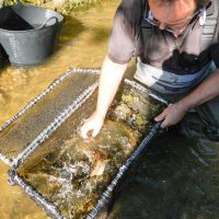 Hier bei der Fischzählung aus der "Frischhaltebox"! Hier bei der Fischzählung aus der "Frischhaltebox"!
