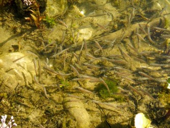 Äschennachwuchs Äschennachwuchs