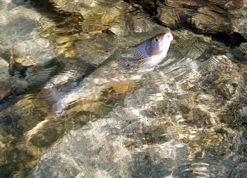 Dachstein Gletscherwasser Äsche beim Drill Dachstein Gletscherwasser Äsche beim Drill