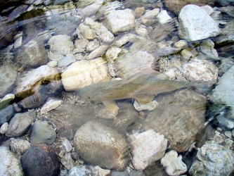Äsche im Gletscherwasser Äsche im Gletscherwasser