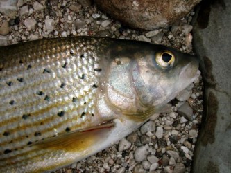 Äschen aus der Traun im Salzkammergut Äschen aus der Traun im Salzkammergut