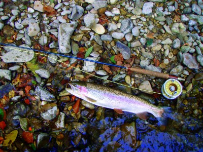 Regenbogenforelle aus der Ebenseer Traun (2004) Regenbogenforelle aus der Ebenseer Traun (2004)