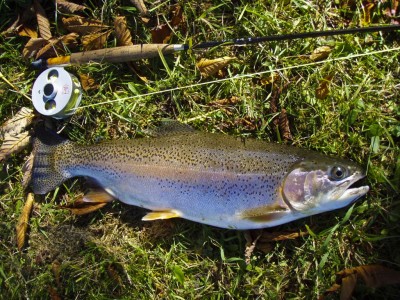 Hier eine schöne Regenbogenforelle aus der Ischler Traun (Foto: GH) Hier eine schöne Regenbogenforelle aus der Ischler Traun (Foto: GH)