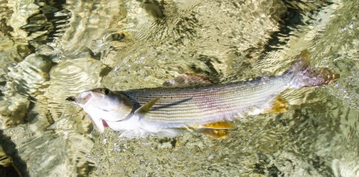 Ganz knapp am linken Ufer stehen die Großen! Ganz knapp am linken Ufer stehen die Großen!