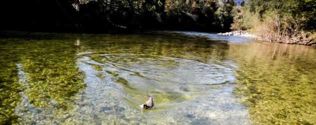Eine Kapitale Herbstäsche im Drill Eine Kapitale Herbstäsche im Drill