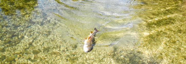 ...kann man so manche schöne Äschen drillen ... ...kann man so manche schöne Äschen drillen ...