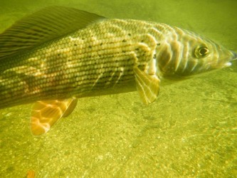 Unterwasseraufnahme einer Äsche mit meiner Nikon Coolpix AW100 Unterwasseraufnahme einer Äsche mit meiner Nikon Coolpix AW100