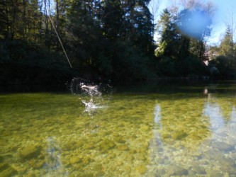 Große Äschen springen beim Drill bis zu 1 m hoch aus dem Wasser! Große Äschen springen beim Drill bis zu 1 m hoch aus dem Wasser!
