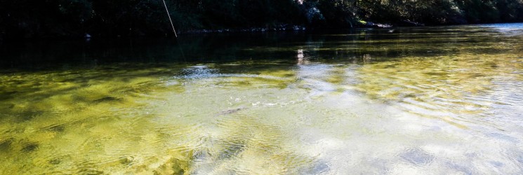 Heute war ich mit meiner "50er" Rute SAGE Z-AXIS 690-4 beim Äschenfischen! Heute war ich mit meiner "50er" Rute SAGE Z-AXIS 690-4 beim Äschenfischen!