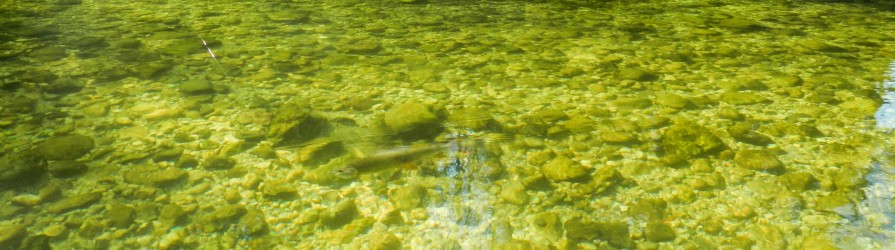 Im glasklaren Wasser der Traun .... Im glasklaren Wasser der Traun ....