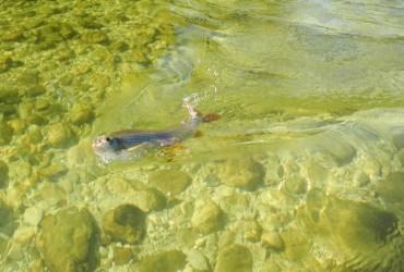 Die hat ja im Wasser gar nicht so groß ausgesehen? Die hat ja im Wasser gar nicht so groß ausgesehen?