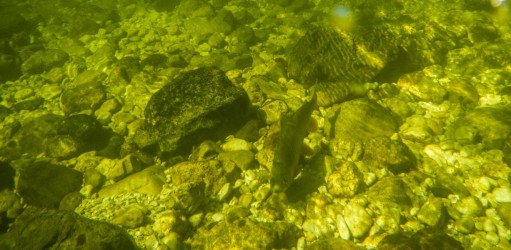 Da ohne Wiederhacken gefischt wird; steht die Äsche nach dem Drill gleich wieder in der Strömung .... Da ohne Wiederhacken gefischt wird; steht die Äsche nach dem Drill gleich wieder in der Strömung ....