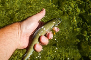 Sehr erfreulich, dass es auch genügend Nachwuchs gibt! Sehr erfreulich, dass es auch genügend Nachwuchs gibt!