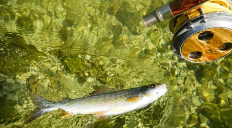 Eine 3-sömmrige Äsche konnte auch nicht wiederstehen.... Eine 3-sömmrige Äsche konnte auch nicht wiederstehen....