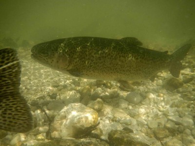 Unsere Herbstlaiche! Regenbogenforellen beim Laichgeschäft in der Ischler Traun Unsere Herbstlaiche! Regenbogenforellen beim Laichgeschäft in der Ischler Traun