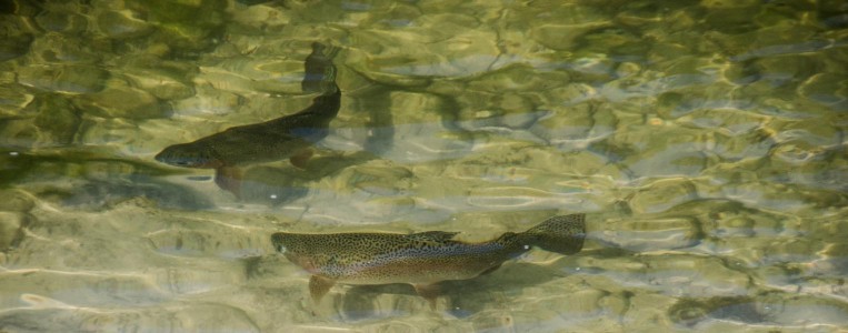 Die Regenbogenforellen fühlen sich wohl in der Ischler Traun Die Regenbogenforellen fühlen sich wohl in der Ischler Traun