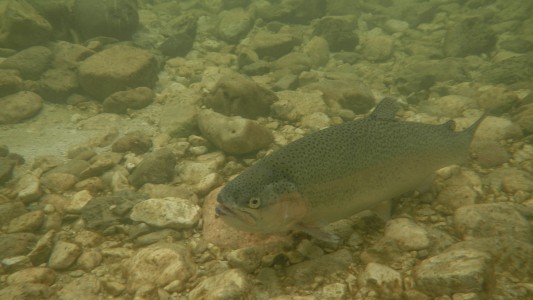 Regenbogenforelle