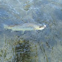 Bachforelle Bachforelle aus der Krems