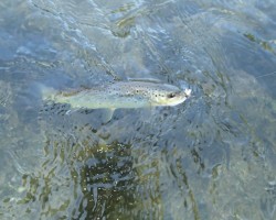 Bachforelle Bachforelle aus der Krems