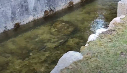 Äschenlaichzeit Goiserer Traun Steegwirt Fluder